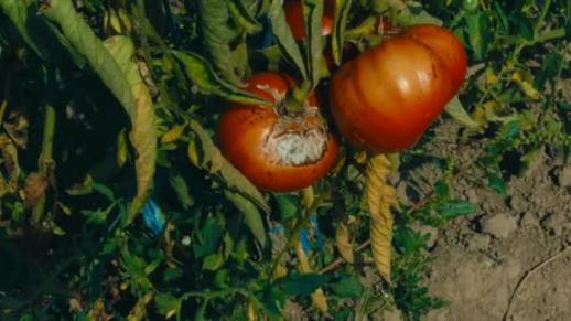 Гнилые томаты на кустах