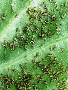 На фото - капустная тля. Вредители капусты и других крестоцветных культур