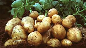 Удобрения под картофель. 