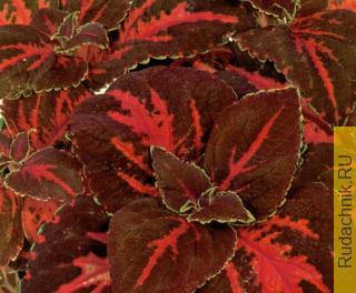 колеус (Solenostenom), краснолистные комнатные растения