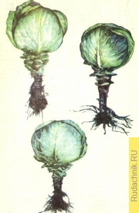 Выращивание семян капусты белокочанной