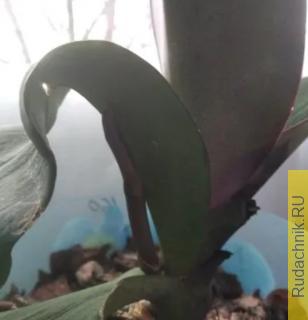 Можно ли отрезать листок у орхидеи, а то цветонос упирается прямо в лист?