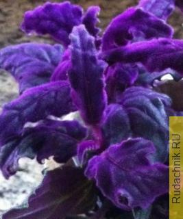 Пурпурный страстоцвет или пассифлора