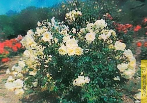 Фото розы «Ялтинские Снежинки». 