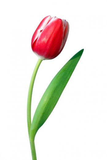 Тюльпан, фото