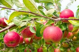 Яблоня должна плодоносить ежегодно 