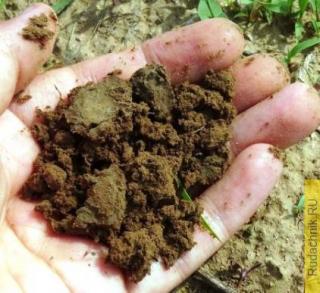 Борьба с истощением почвы. Проблема истощения почв и способы её решения.