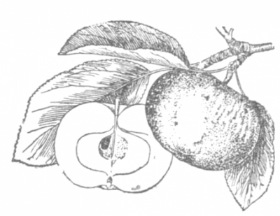 Плоды яблони Мекинтош ранний, рисунок