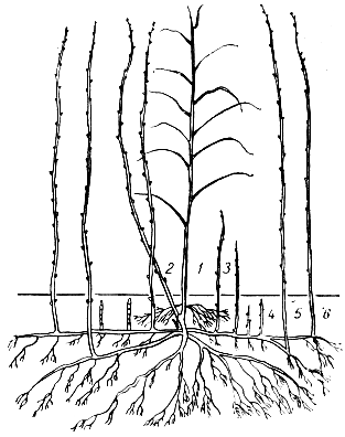 Схема строения куста малины, рисунок. 