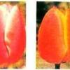 Пятиградусная технология выгонки тюльпанов