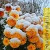 Вымерзают зимой хризантемы