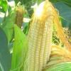 Агротехника возделывания кукурузы