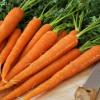 Как вырастить морковь к июню