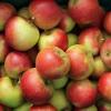 Сорта яблок для приготовления сухофруктов