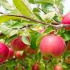 Яблоня может и должна плодоносить ежегодно