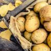 Как получить 2 урожая картофеля за сезон