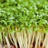 Как отстоять листовую капусту и кресс-салат от крестоцветных блошек