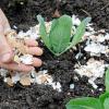 9 способов подкормить садовые и комнатные растения