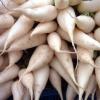 Знакомимся с отдельными сортами редьки