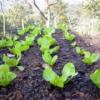 Выращивание семян салата