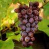 Борьба с засухой при выращивании винограда