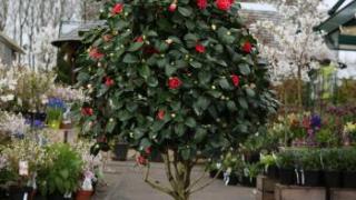 Камелия японская или «зимняя чайная роза» (Camellia japonica)