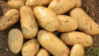 Большой урожай картофеля