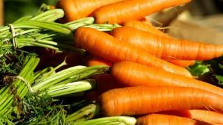 Сорт моркови с острым носом фото