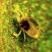 Паутинный клещик и бахчевая тля — вредители огурцов и тыквенных культур
