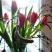 Как добиться того, чтобы тюльпаны зацвели зимой в домашних условиях