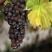 О выращивании винограда из старой книги