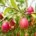 Яблоня может и должна плодоносить ежегодно