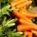 Посадка моркови: тупая или острая — зависит от почвы на участке