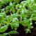 Выращивание салата, шпината, кочанного салата, укропа, китайской капусты, огуречной травы, кресс-салата