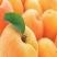 Описание абрикоса, как вырастить абрикос