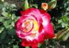 Как посадить чайно-гибридную розу правильно?