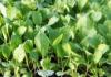Как правильно выращивать рассаду капусты белокочанной и цветной?